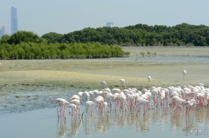 Ras al Khor Wildlife Sanctuary - Dubai, UAE