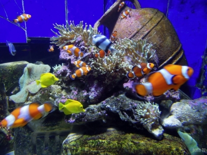 The Lost Chambers Aquarium, Dubai, UAE