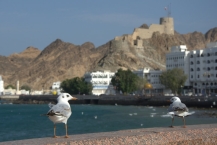 Birds in Muttrah. Oman
