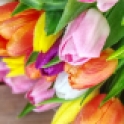 dubai-flowers-tulips-40thousandkm-01785-2