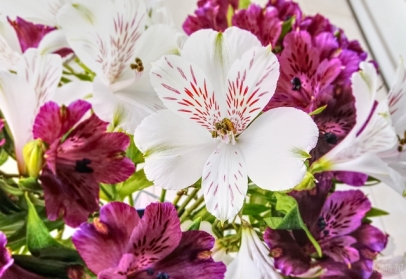 Alstroemeria - Peruvian lily
